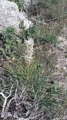 Asphodeline taurica