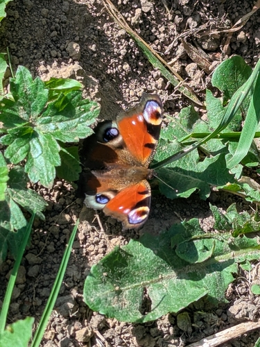 European Peacock Butterfly