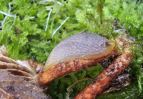 Hedgehog Slug