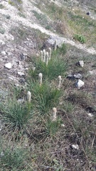 Asphodeline taurica
