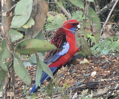 Crimson Rosella