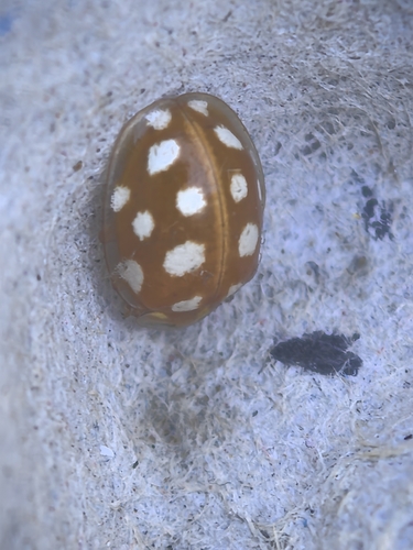 Orange Ladybird