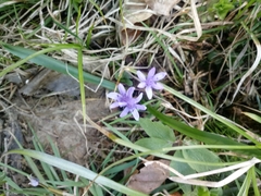 Scilla bifolia