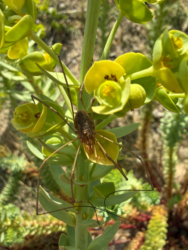 European Harvestman