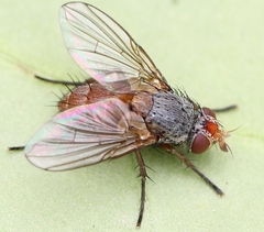 Ceromya bicolor