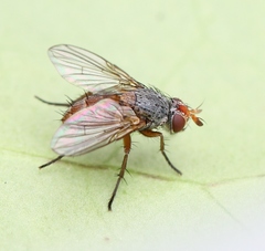 Ceromya bicolor