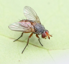 Ceromya bicolor