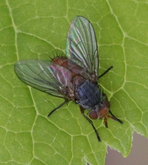 Ceromya bicolor