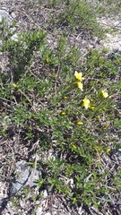 Linum tauricum