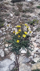 Takhtajaniantha crispa
