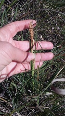 Carex flacca serrulata