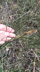 Carex flacca serrulata