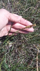 Carex flacca serrulata