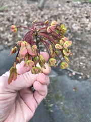 Acer rubrum