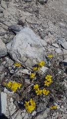 Helianthemum oelandicum orientale