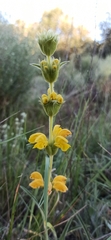 Phlomis lychnitis, photograph (c) Gonzalo Ganda Álvarez, some rights reserved (CC BY)
