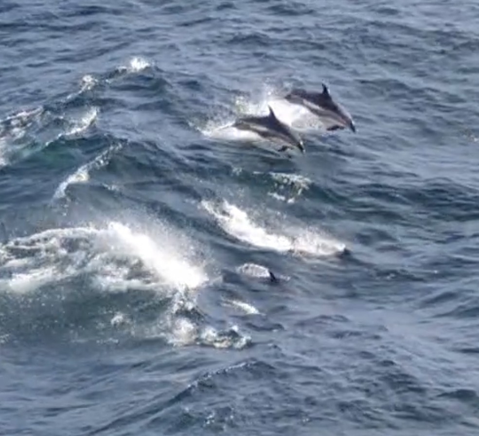 Lagenorhynchus acutus