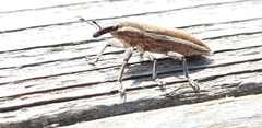 Lixus albomarginatus