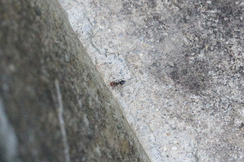Mediterranean Acrobat Ant
