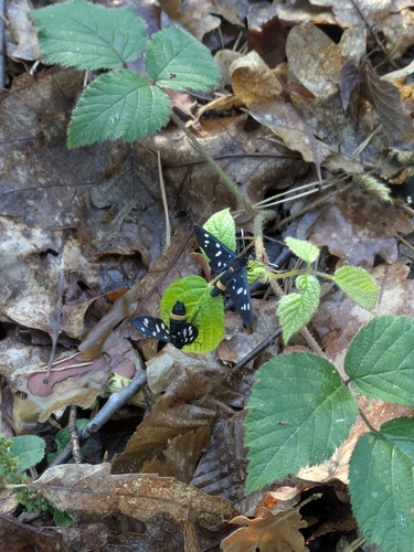 Nine-spotted Moth