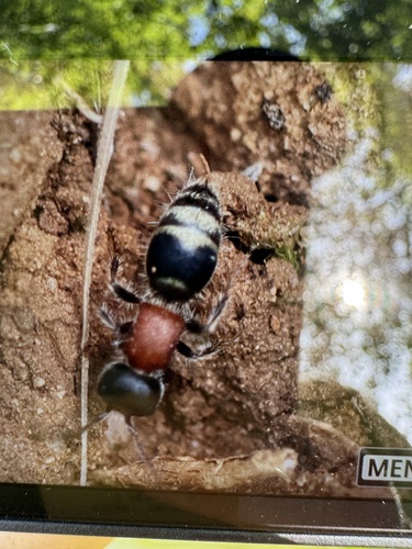 Myrmilla triareolata