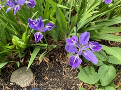 Iris tectorum