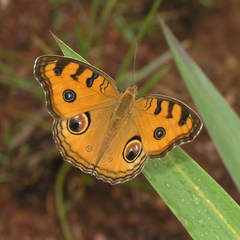 Junonia almana almana