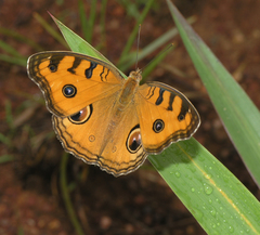 Junonia almana almana