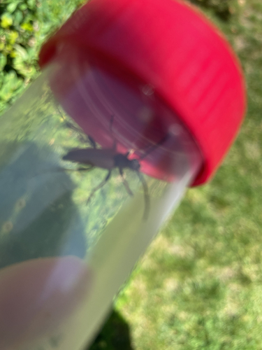 Red Pine Longhorn Beetle