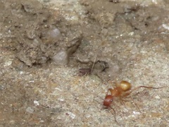 Myrmecophilus pergandei