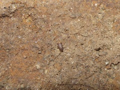 Myrmecophilus pergandei