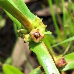 Ammannia latifolia