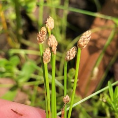 Eleocharis albida