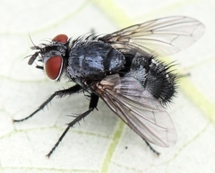 Epicampocera succincta