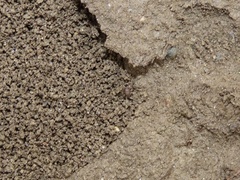 Myrmecophilus pergandei