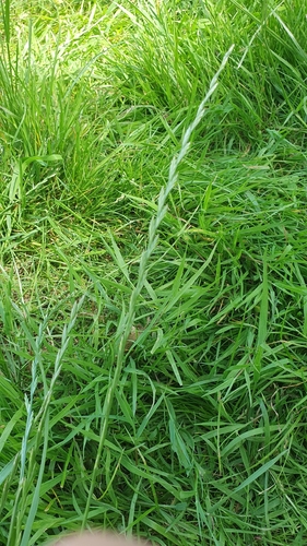 Perennial Ryegrass