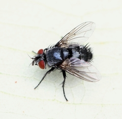 Epicampocera succincta