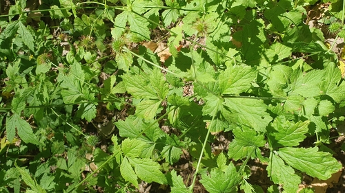 Wood Avens