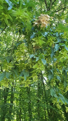 European Hornbeam