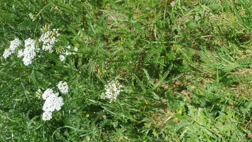 common yarrow