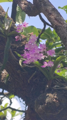 Aerides maculosa, photograph 4