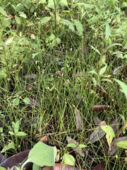 Eleocharis albida