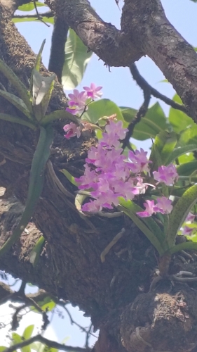 Aerides maculosa, photograph 5