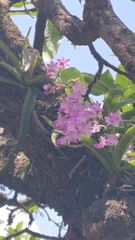 Aerides maculosa, photograph (c) Aadi Kulkarni, some rights reserved (CC BY)