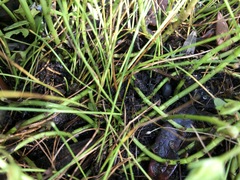 Eleocharis albida
