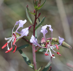 Clarkia tembloriensis