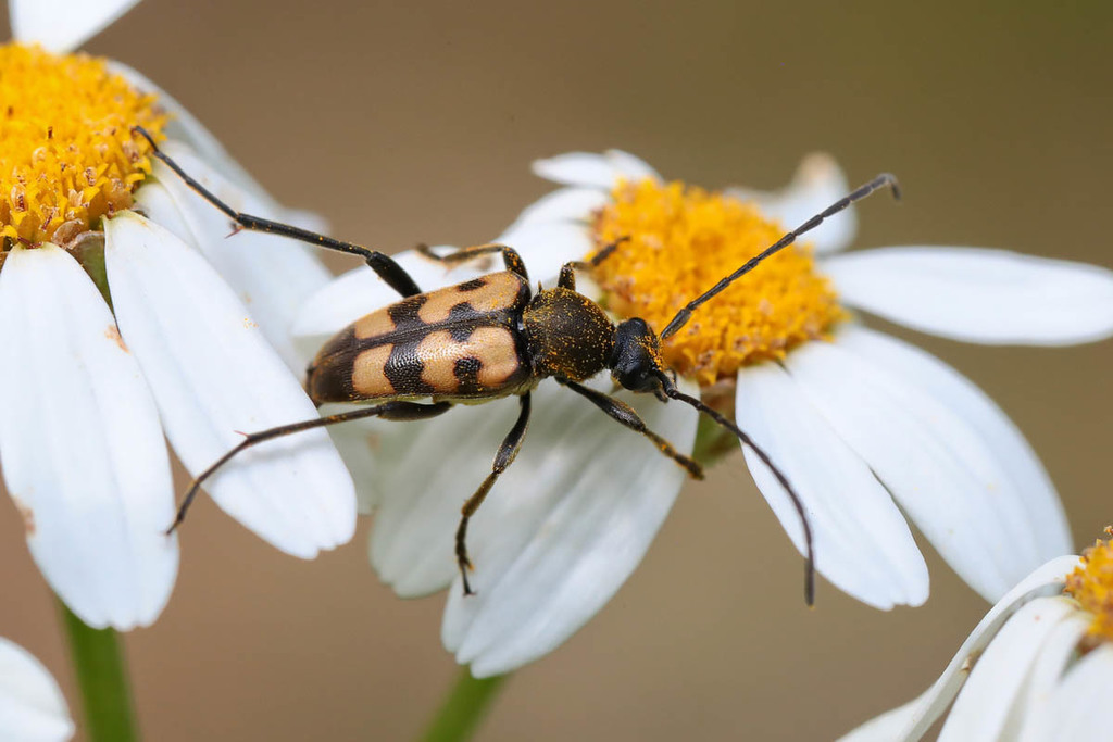 Judolia erratica