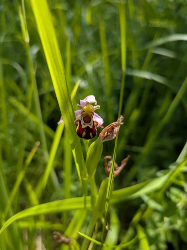 Bee Orchid