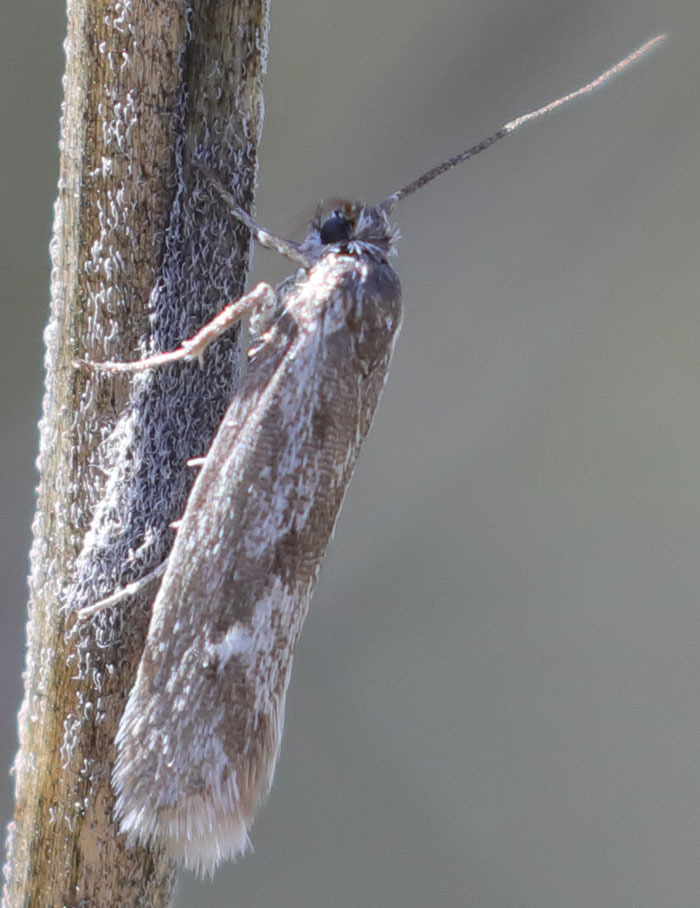 Ethmia scylla