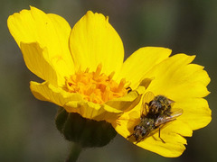Tetropismenus hirtus